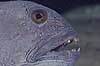  Anarhichas lupes Danmarks Akvarium   fish 