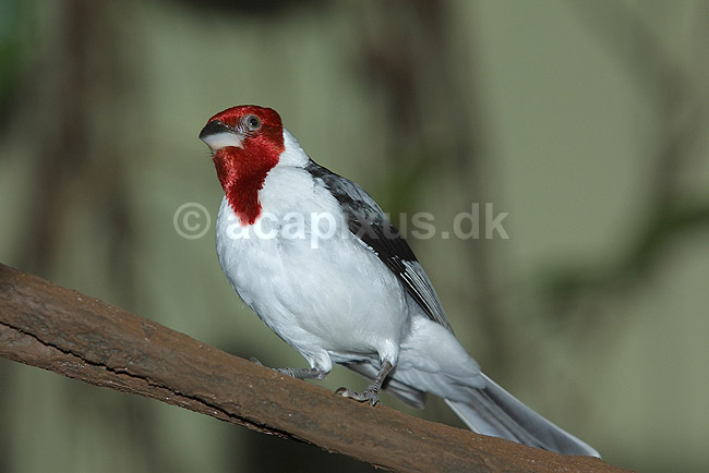Dominikanerkardinal. Dominikaner-kardinal; Paroaria dominicana; Zoologisk Have, K�benhavn; ; ; fugle; kardinaler, Cardinalinae