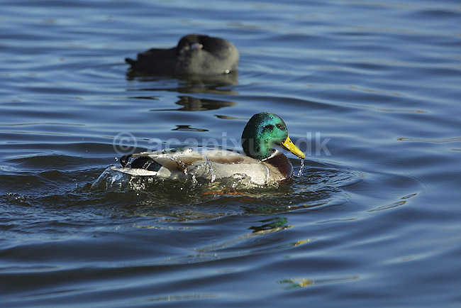 Gr�and. Gr�and i f�rd med at vaske og pleje fjerdragten; Anas platyrhynchos, Anatidae; Utterslev Mose / Sj�lland; ; ; fugle; �nder, Andefugle, Anseriformes, Anatidae