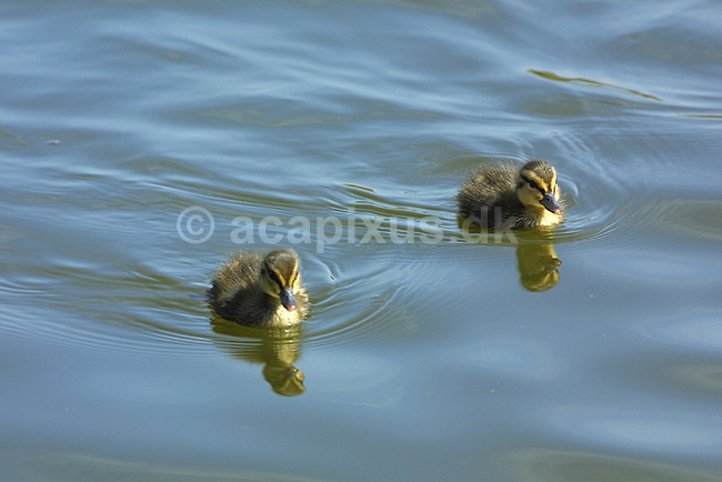 Gr�and. Gr�and med �llinger; Anas platyrhynchos, Anatidae; Utterslev Mose / Sj�lland; ; ; fugle; �nder, Andefugle, Anseriformes, Anatidae