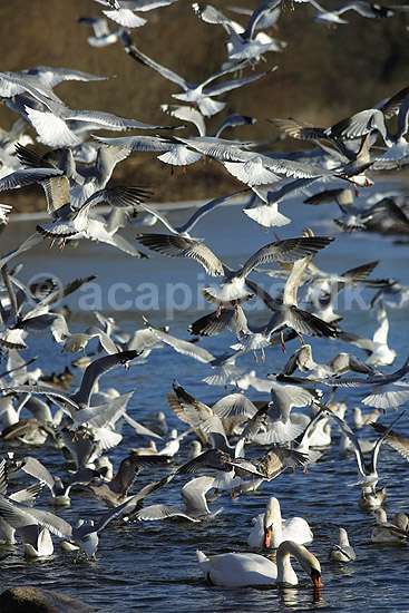 M�ger. M�ger s�ger f�de ved Utterslev Mose; ; Utterslev Mose / Sj�lland; ; ; fugle; M�gefugle, Laridae