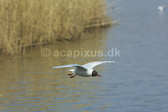 H�ttem�ge. H�ttem�ge flyver over Utterslev Mose; Larus ridibundus, Laridae; Utterslev Mose / Sj�lland; ; ; fugle; M�gefugle, Laridae