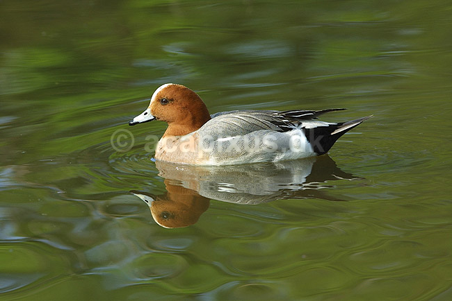 Pibeand; Anas penelope, Anatidae; K�benhavn ZOO; ; ; fugle; �nder, Andefugle, Anseriformes, Anatidae, pibe�nder