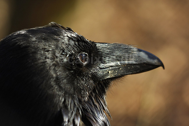 Ravn; Corvus corax, Corvidae; K�benhavn ZOO; ; ; fugle; Kragefugle, Corvidae, ravne