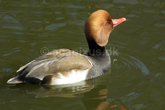 R�dhovedetand. R�dhovedet and; Netta rufina, Anatidae; K�benhavn ZOO; ; ; fugle; �nder, Andefugle, Anseriformes, Anatidae