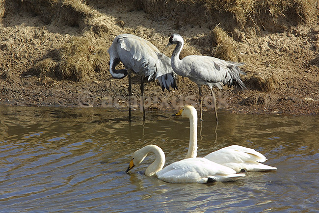Traner. Traner og sangsvaner p� dansepladsen ved Hornborga S�en; Grus grus og Cygnus cygnus; Hornborga s�en; Sverige; ; fugle; Tranefugle, Gruidae Anatidae
