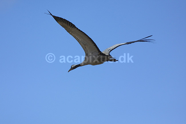 Trane. Trane flyver over dansepladsen ved Hornborga S�en; Grus grus, Gruidae; Hornborga s�en; Sverige; ; fugle; Tranefugle, Gruidae, Traner