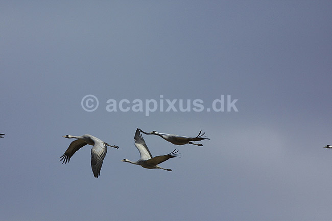 Traner. Traner flyver over dansepladsen ved Hornborga S�en; Grus grus, Gruidae; Hornborga s�en; Sverige; ; fugle; Tranefugle, Gruidae, Traner