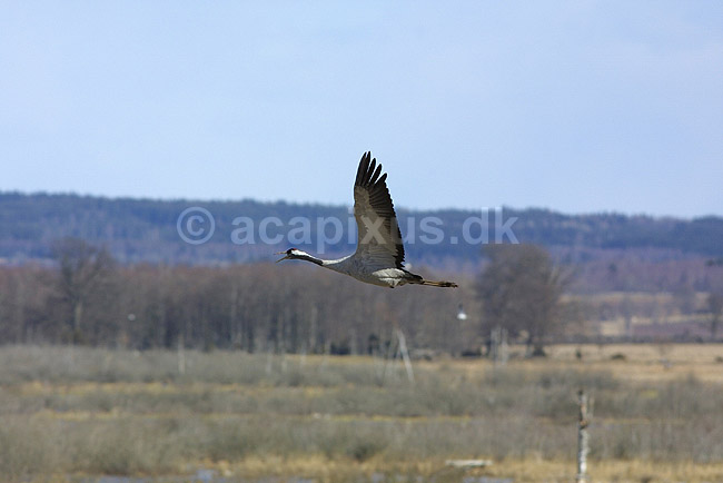 Traner. Trane flyver over dansepladsen ved Hornborga S�en; Grus grus, Gruidae; Hornborga s�en; Sverige; ; fugle; Tranefugle, Gruidae, Traner