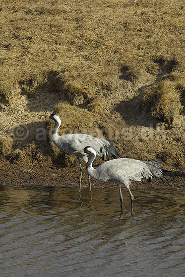 Traner. Traner p� dansepladsen ved Hornborga S�en; Grus grus, Gruidae; Hornborga s�en; Sverige; ; fugle; Tranefugle, Gruidae, Traner