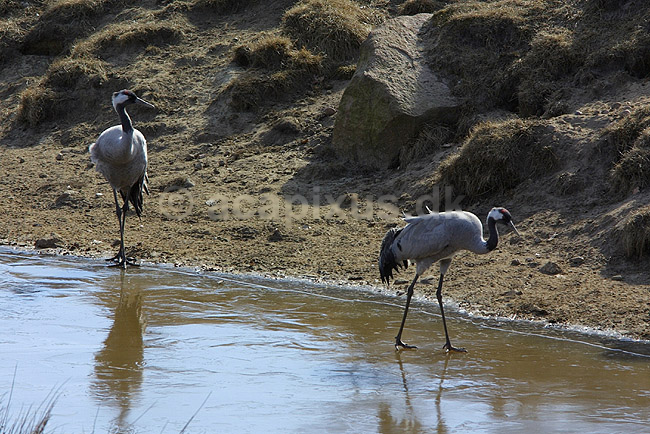 Traner. Traner p� dansepladsen ved Hornborga S�en; Grus grus, Gruidae; Hornborga s�en; Sverige; ; fugle; Tranefugle, Gruidae, Traner