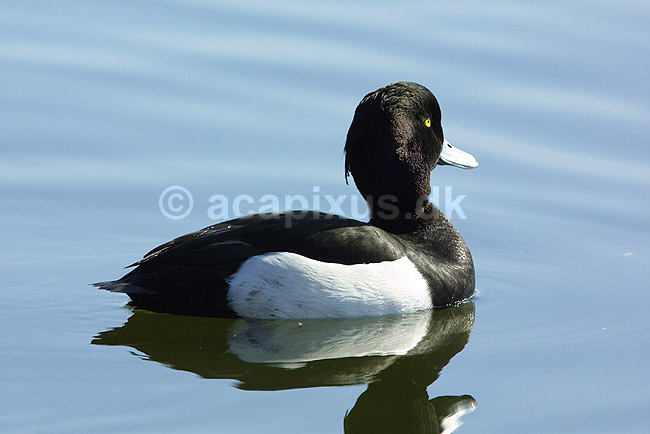 Troldand; Aythya fuligula, Anatidae; Utterslev Mose / Sj�lland; ; ; fugle; Andefugle, Anseriformes, Anatidae