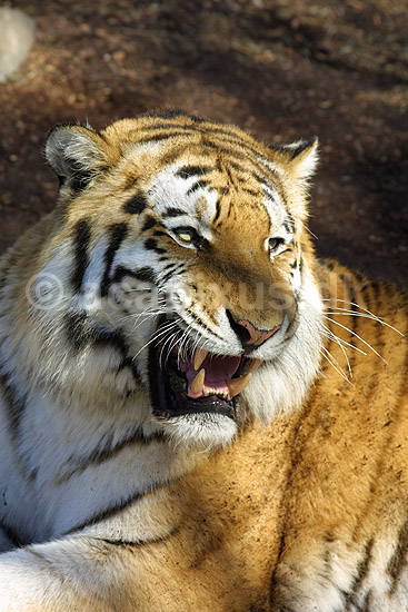Tiger. Sibirisk tiger; Panthera tigris; K�benhavn ZOO; ; ; pattedyr; Kattedyr, katte, Felidae, rovdyr