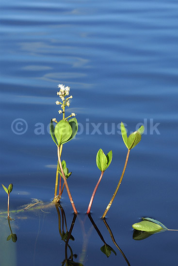 Bukkeblad. Bukkeblad ved s�bred i H�kens�s s�erne; Menyanthes trifoliata; H�kens�s; ; ; planter; Bukkeblad-familien, Menyanthaceae