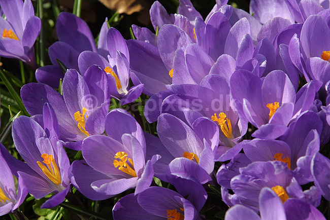 Krokus. Krokus p� krokuspl�nen i Frederiksberg Have; Crocus spec. Iridaceae; Frederiksberg Have; ; ; planter; Iris-familien, Iridaceae, l�gplanter, haveblomster, haveplanter, parker, For�rsblomster