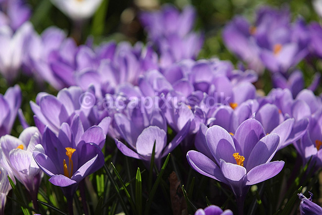 Krokus. Krokus p� krokuspl�nen i Frederiksberg Have; Crocus spec. Iridaceae; Frederiksberg Have; ; ; planter; Iris-familien, Iridaceae, l�gplanter, haveblomster, haveplanter, parker, For�rsblomster