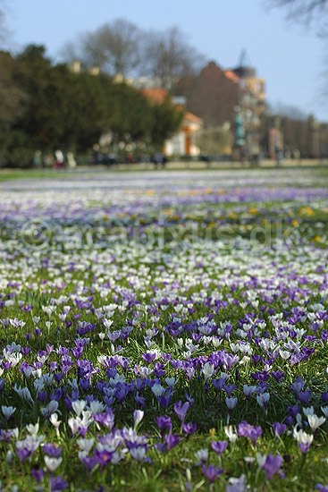 Krokus. Krokus p� krokuspl�nen i Frederiksberg Have; Crocus spec. Iridaceae; Frederiksberg Have; ; ; planter; Iris-familien, Iridaceae, l�gplanter, haveblomster, haveplanter, parker, For�rsblomster