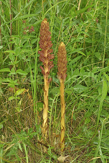 Gyvelkv�ler. Stor Gyvelkv�ler; Orobanche elatior; Stevns Klint; Danmark; ; planter; snylteplanter, snyltere, chlorofyll�s, klorofyll�s, bladgr�nt