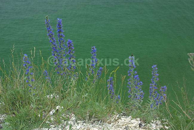 Slangehoved. Slangehoved voksende p� Stevns Klint; Echium vulgare; Stevns Klint; Danmark; ; planter; Rublad-familien, Boraginaceae