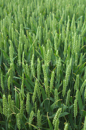 Hvedemark. Mark tils�et med hvede; Triticum aestivum; Stevns Klint; Danmark; ; planter; kornsorter, landbrug