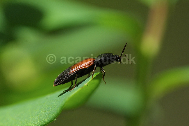 Smelder. Smelder siddende p� blad; Ampedus balteatus; B�llemosen, J�gersborg Hegn; ; ; insekter; Smeldere, Elatridae, Biller, Coleoptera