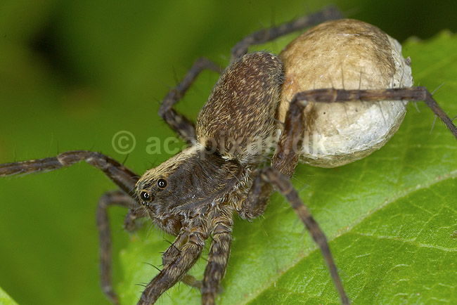 Jagtedderkop. Jagtedderkop med �gges�k; Lycosidae; B�llemosen, J�gersborg Hegn; ; ; spindlere; Edderkopper, Araneae