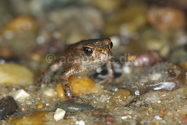 Strandtusse. Strandtusse, ungt individ,  p� stranden ved R�dhus; Bufo calamita; R�dhus Strand / Nordjylland; ; ; padder; �gte tudser, Bufonidae, Springpadder, Anura, Amphibia