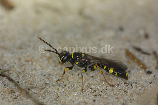 Vejhveps. Vejhveps p� sand i klitterne ved R�dhus Strand; Ceropales maculatus; R�dhus Strand / Nordjylland; ; ; insekter; Vejhvepse, Pompilidae, �revingede, Hymenoptera