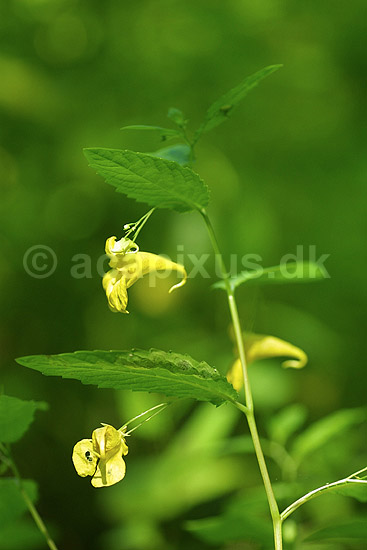 Balsamin. Spring-Balsamin voksende i Fosdalen i Nordjylland; Impatiens noli-tangere; Fosdalen / Fjeritslev; Danmark; ; planter; Balsamin-familien, Balsaminaceae, Storken�b-ordenen, Geraniales