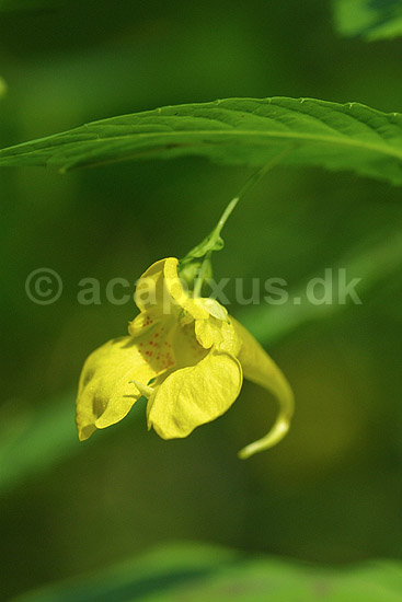 Balsamin. Spring-Balsamin voksende i Fosdalen i Nordjylland; Impatiens noli-tangere; Fosdalen / Fjeritslev; Danmark; ; planter; Balsamin-familien, Balsaminaceae, Storken�b-ordenen, Geraniales