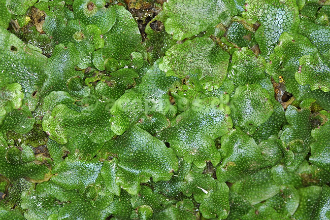 Levermos. Levermos voksende p� skr�nt i Fosdalen; ; Fosdalen / Fjeritslev; Danmark; ; planter; Levermosser, Mosser, Bryophyta
