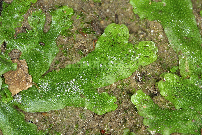 Levermos. Levermos voksende p� skr�nt i Fosdalen; ; Fosdalen / Fjeritslev; Danmark; ; planter; Levermosser, Mosser, Bryophyta