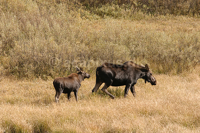 Moose. Elgko med kalv vandrer gennem eng; Alces alces americana; Grand Teton National Park / Wyoming; USA; Nord Amerika; pattedyr; Elg, elge, elsdyr, hjorte, Cervidae, Parrettåede hovdyr, Artiodactyla