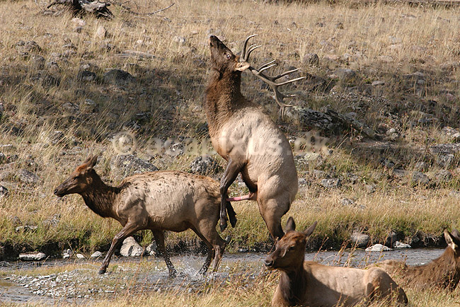 Wapiti. Wapiti eller amerikansk kronhjort eller elks i Yellowstone der parrer sig.; Cervus elaphus nelsoni, Cervus canadensis; Yellowstone National Park / Wyoming; USA; Nord Amerika; pattedyr; Hjorte, kronhjorte, Cervidae, Parrett�ede hovdyr, Artiodactyla, sex, reproduktion