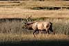  Cervus elaphus nelsoni, Cervus canadensis Yellowstone National Park / Wyoming USA North america mammals 