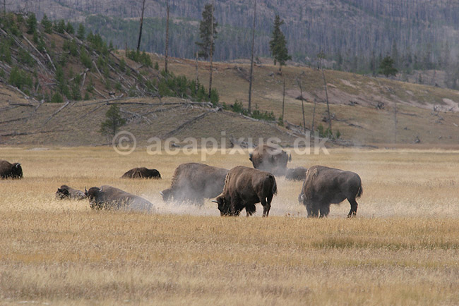 Bison. Amerikanske bisoner på steppelandskab i Yellowstone.; Bison bison; Yellowstone National Park / Wyoming; USA; Nord Amerika; pattedyr; Amerikansk bison, Skedehornede, Bovidae, Parrettåede hovdyr, Artiodactyla