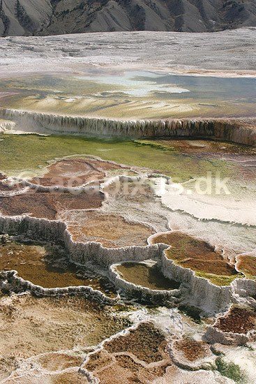 Mammoth Hot Springs. Terasser af vandfald med varmt vand ved Mammoth Hot Springs i Yellowstone NP.; ; Yellowstone National Park / Wyoming; USA; Nord Amerika; ; Geothermisk, geotermisk varme