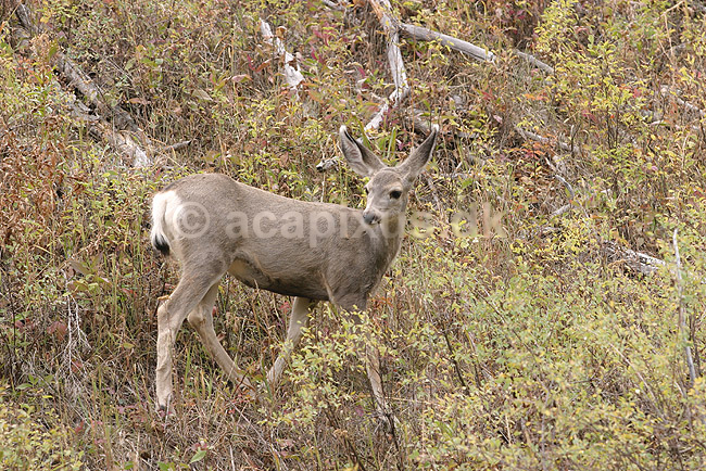 Sorthalethjort. Sorthalet hjort eller Mule deer; Odocoileus hemionus; Yellowstone National Park / Wyoming; USA; Nord Amerika; pattedyr; Hjorte, Cervidae, Parrett�ede hovdyr, Artiodactyla