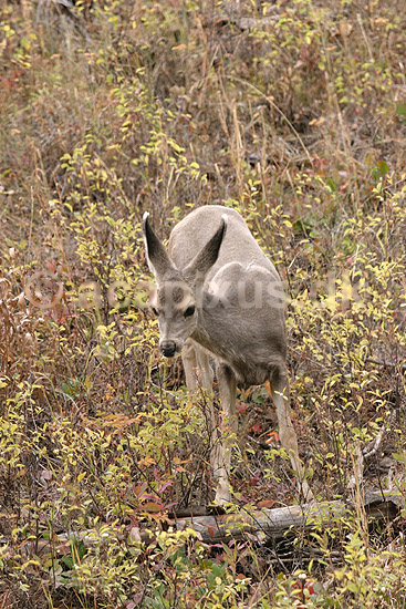 Sorthalethjort. Sorthalet hjort eller Mule deer; Odocoileus hemionus; Yellowstone National Park / Wyoming; USA; Nord Amerika; pattedyr; Hjorte, Cervidae, Parrett�ede hovdyr, Artiodactyla