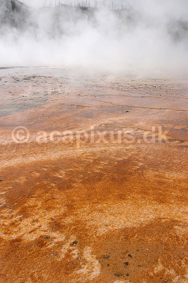 Thermophiler. Thermophile bakterier og andre microorganismer lever i det varme vand der l�ber fra Grand Prismatic Spring geyseren ved Midway Geyser Basin i Yellowstone NP.; Chloroflexus og Synechococcus; Yellowstone National Park / Wyoming; USA; Nord Amerika; ; Geothermisk, geotermisk varme, geysere, termofiler, thermophillic, microorganismer