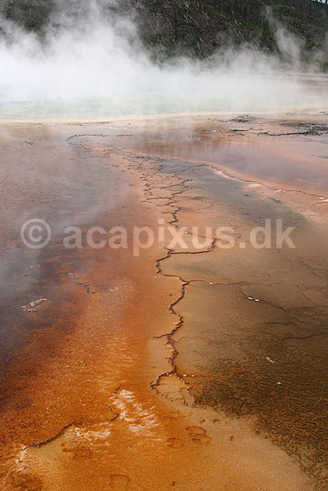 Thermophiler. Thermophile bakterier og andre microorganismer lever i det varme vand der l�ber fra Grand Prismatic Spring geyseren ved Midway Geyser Basin i Yellowstone NP.; Chloroflexus og Synechococcus; Yellowstone National Park / Wyoming; USA; Nord Amerika; ; Geothermisk, geotermisk varme, geysere, termofiler, thermophillic, microorganismer