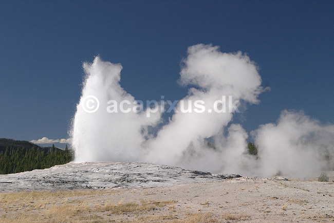 Geyser. Geyseren Old Faithful i f�rd med at g� i udbrud; ; Yellowstone National Park / Wyoming; USA; Nord Amerika; ; Geothermisk, geotermisk varme, geysere, damp