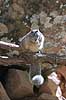  Spermophilus variegatus, Citellus variegatus Zion National Park / Utah USA North america mammals 